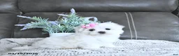 Maltese dogs for sale: Belle EXTRA SMALL - Ad 5