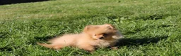 Pomeranian dogs for sale: Finn - Ad 2