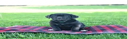 Cane Corso dogs for sale: Ida - Ad 3
