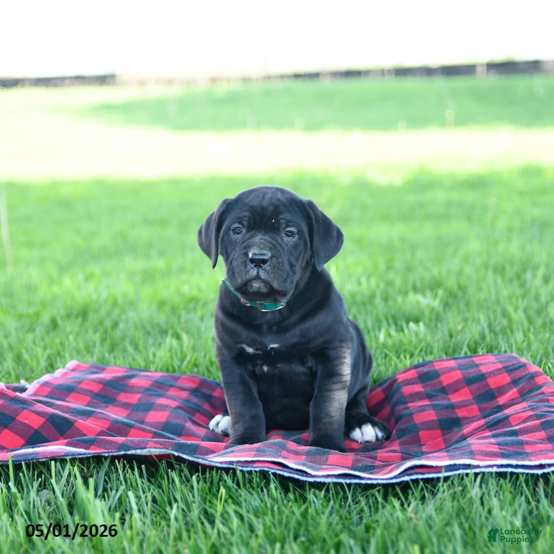 Cane Corso dogs for sale: Ida - Ad 3