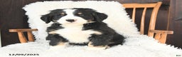 Bernedoodle dogs for sale: Joseph - Ad 3