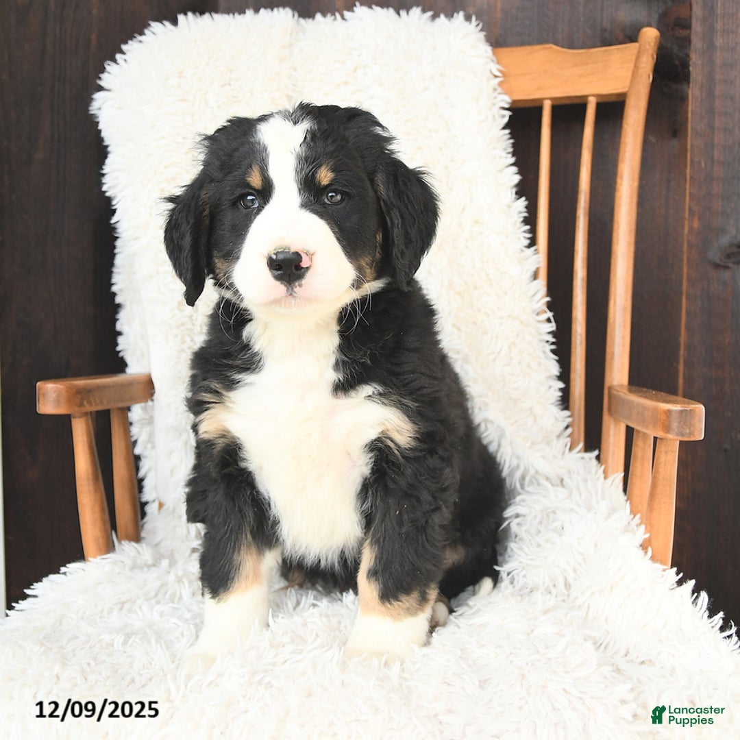 Bernedoodle dogs for sale: Joseph - Ad 3