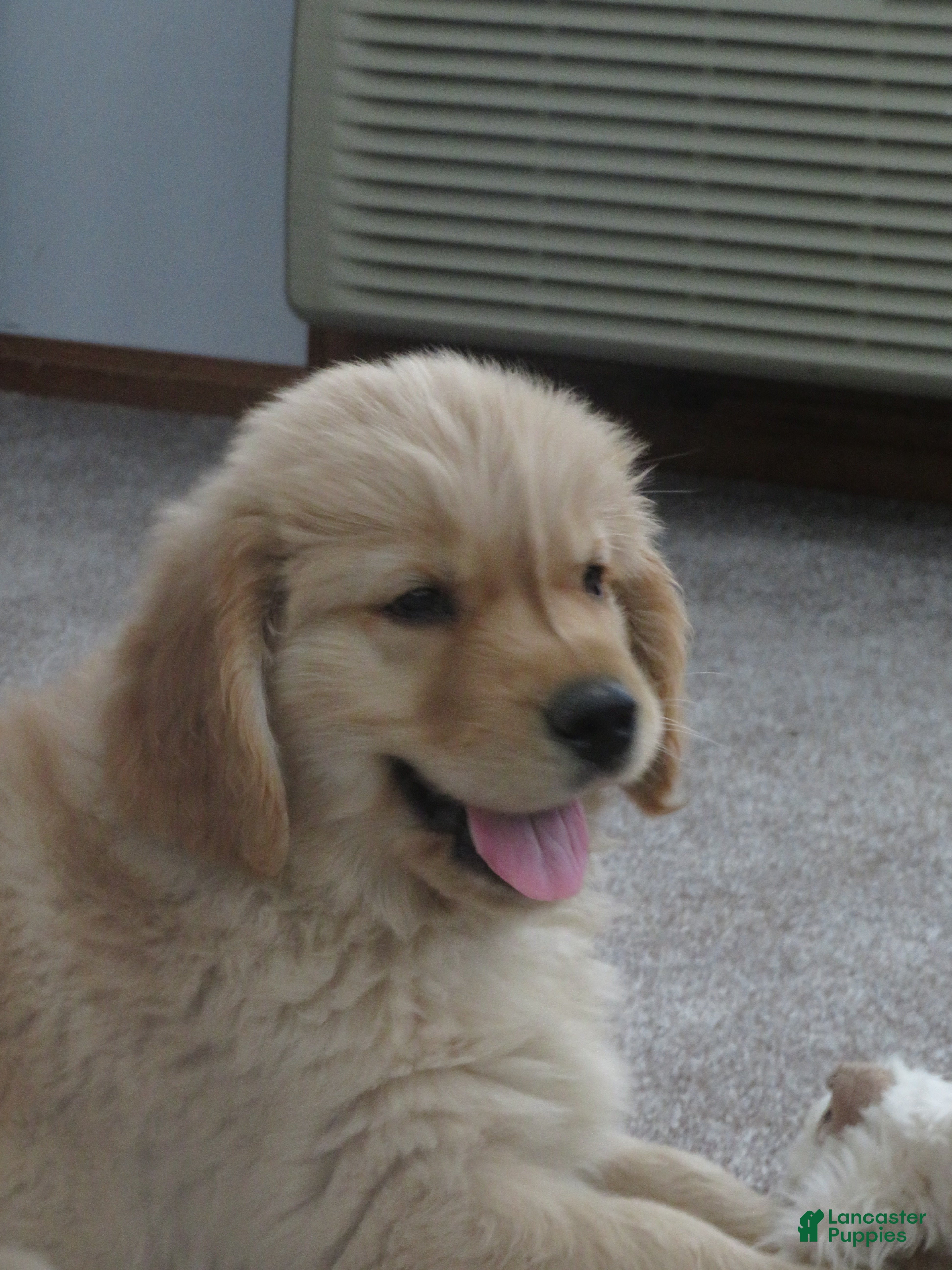 Golden Retriever dogs TRACKER -CHAMPION LINE - Ad 1