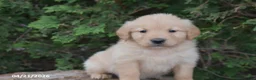 Golden Retriever dogs for sale: Nick  - Ad 3