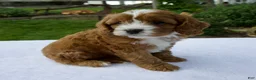 Cavapoo dogs for sale: Raven - Ad 5