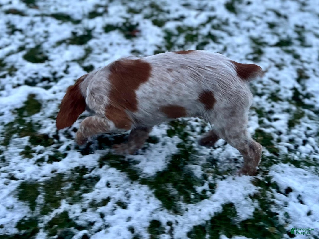 Brittany Spaniel dogs for sale: Autumn - Ad 2
