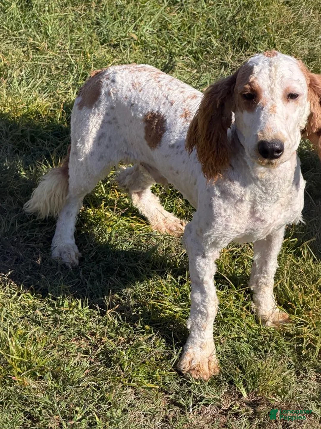 Miniature Labradoodle dogs for sale: Carl - Ad 3