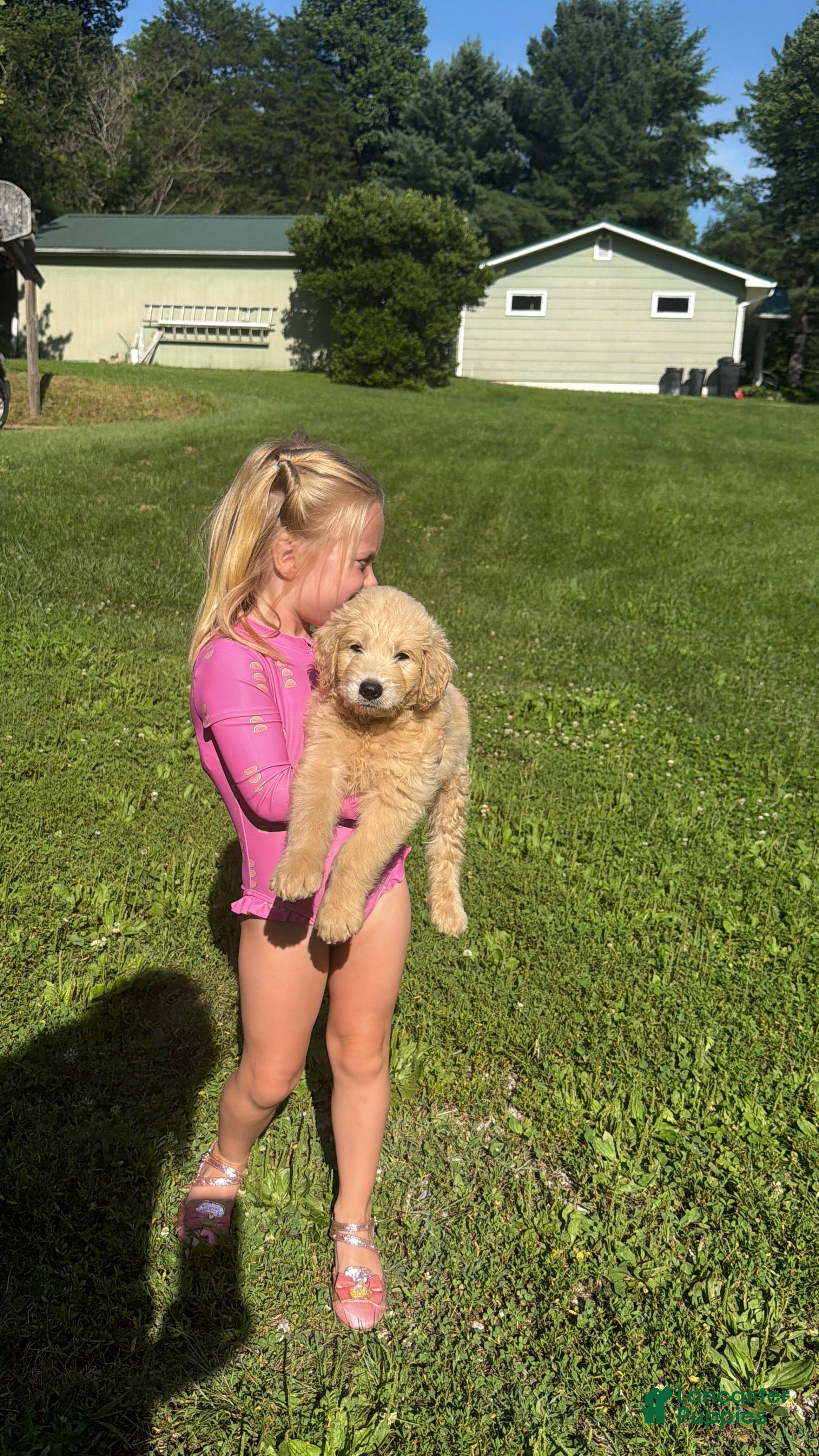 Mini Goldendoodle dogs Mini Goldendoodle BISCUIT  - Ad 6