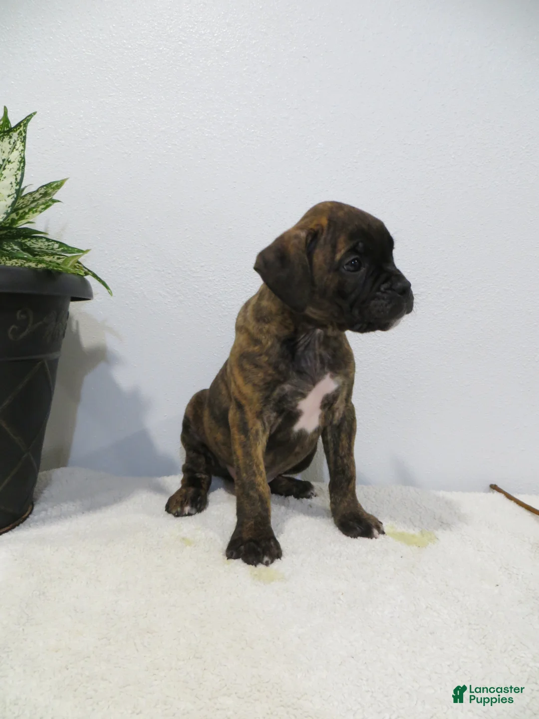 Boxer dogs for sale: 🗺️ ADVENTURE - Ad 6