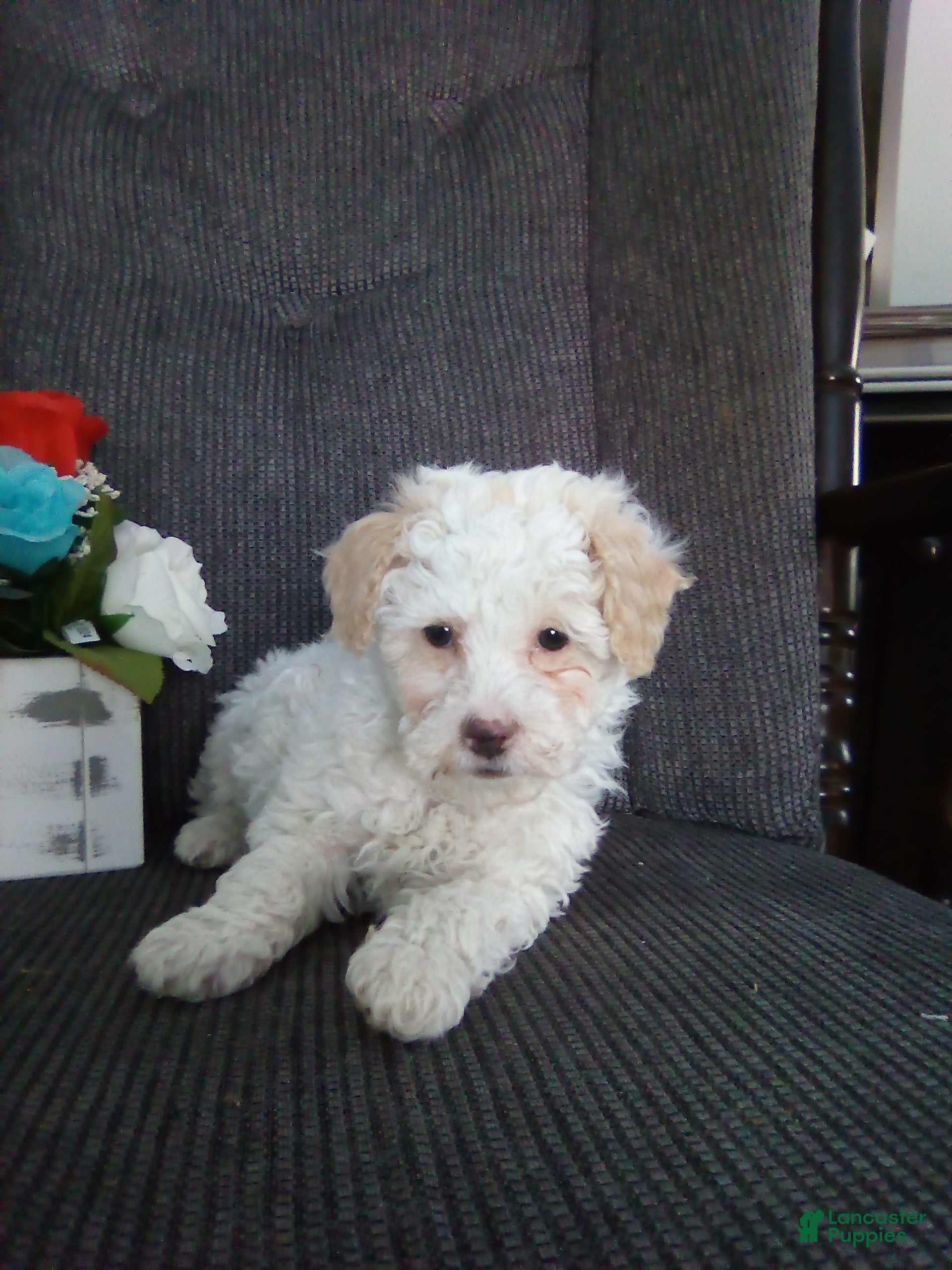 Toy Poodle dogs Echo - Ad 34