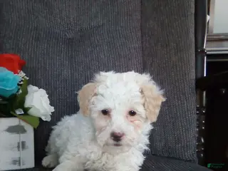 Toy Poodle dogs Echo - Ad 34