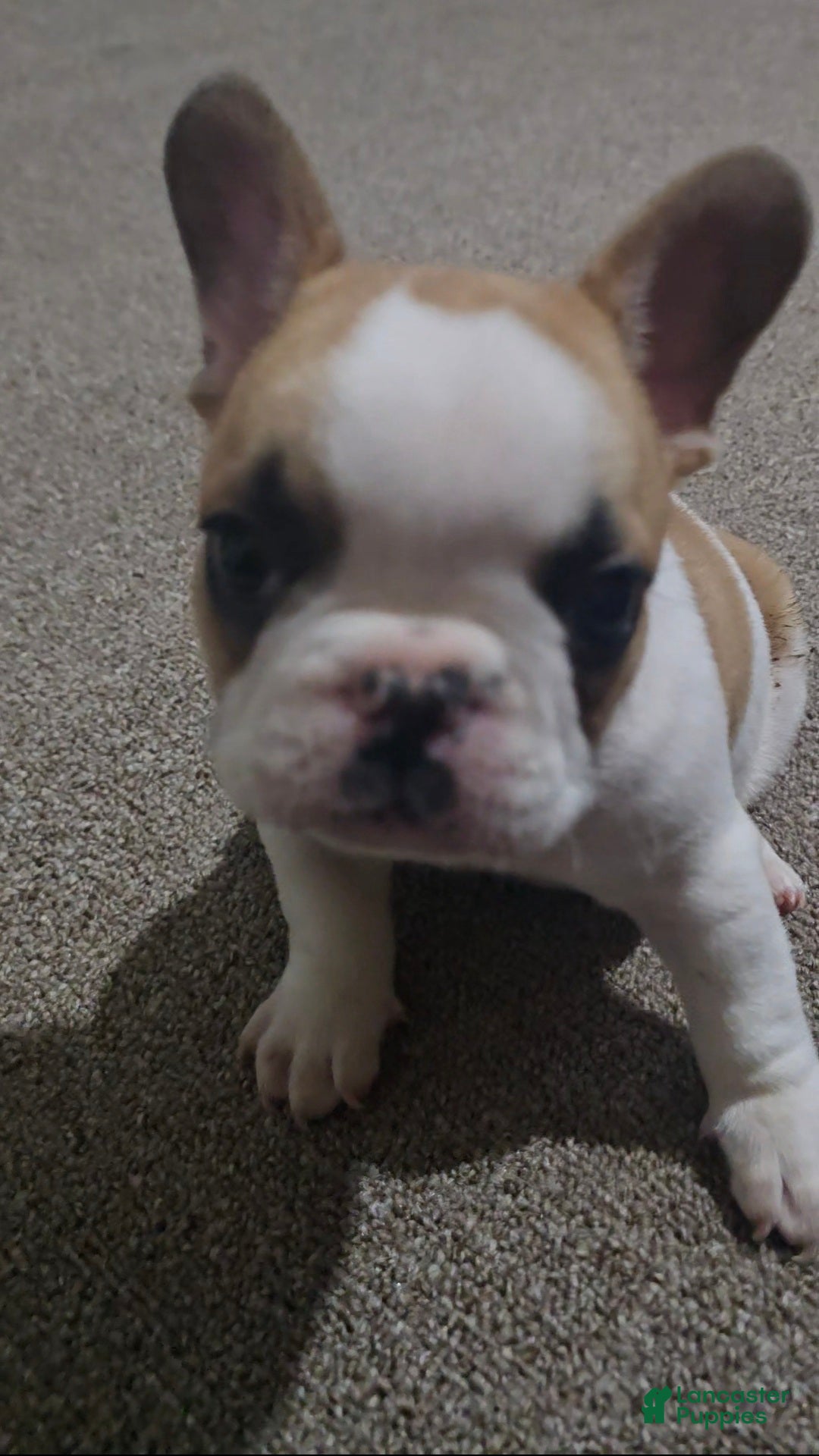 French Bulldog dogs for sale: French Bulldog Puppy 1 - Ad 9