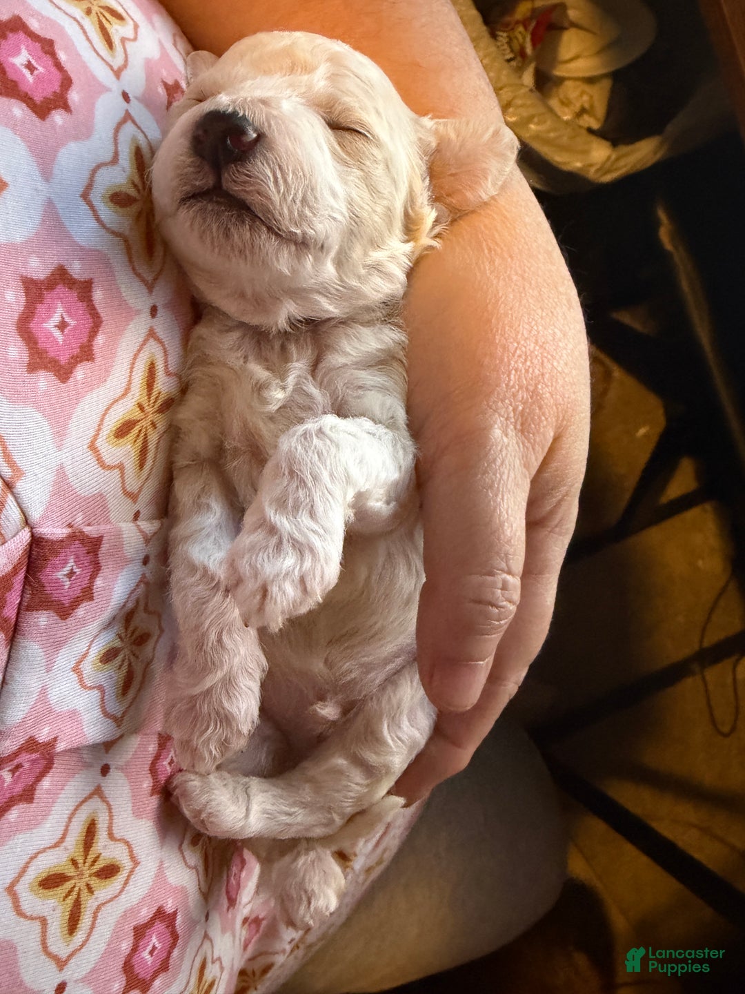 Miniature Poodle dogs for sale: AKC Miniature Poodle Abstract Cream White Male - Ad 4