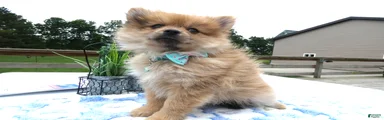 Pomeranian Puppy 3 Lainey