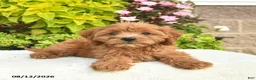 Cavapoo dogs for sale: Ivy  - Ad 5