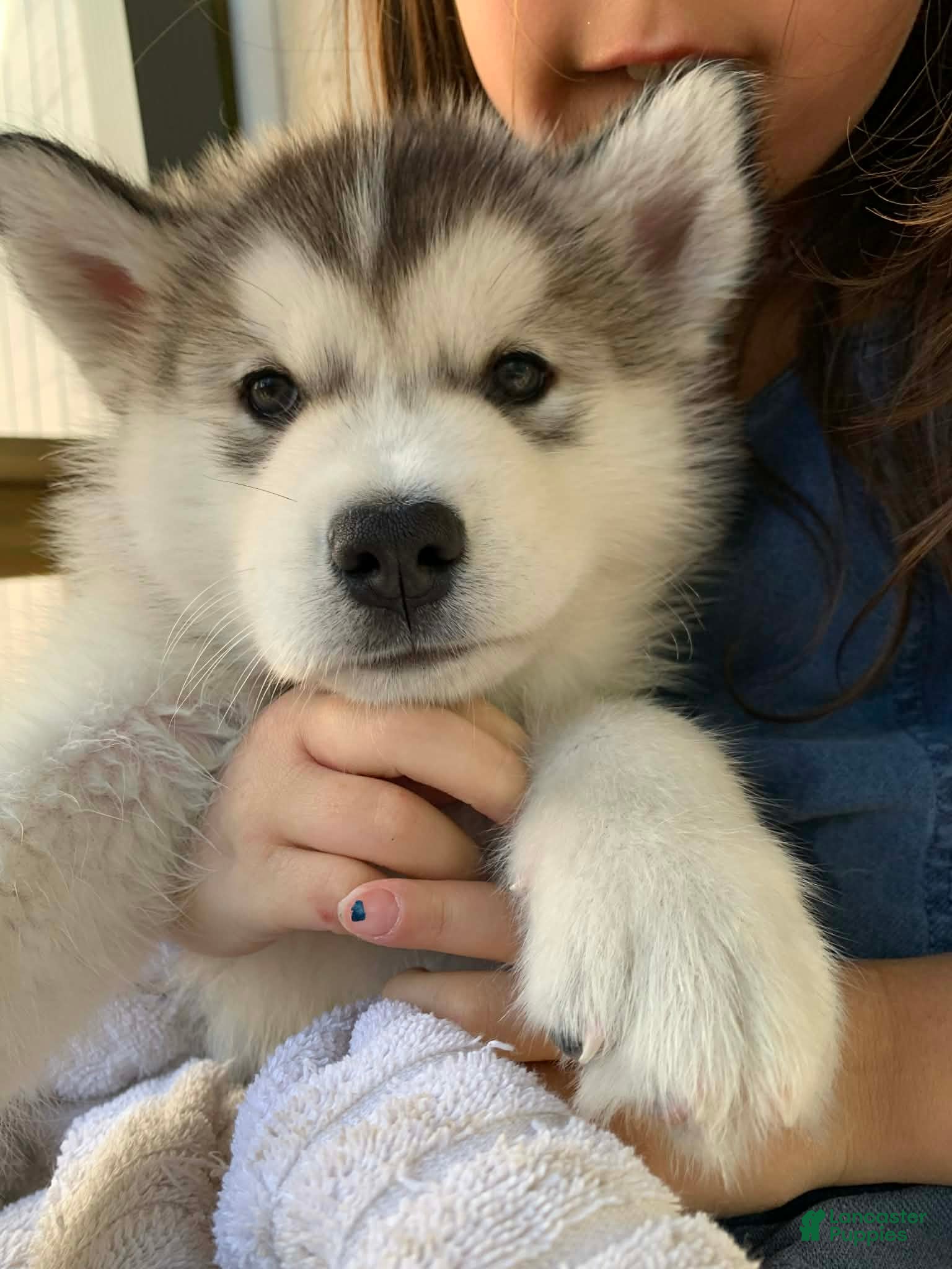 Alaskan Malamute dogs Blaze - Ad 6