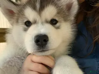 Alaskan Malamute dogs Blaze - Ad 6