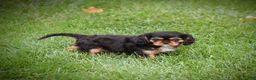 Cavalier King Charles Spaniel dogs for sale: Zane - Ad 6
