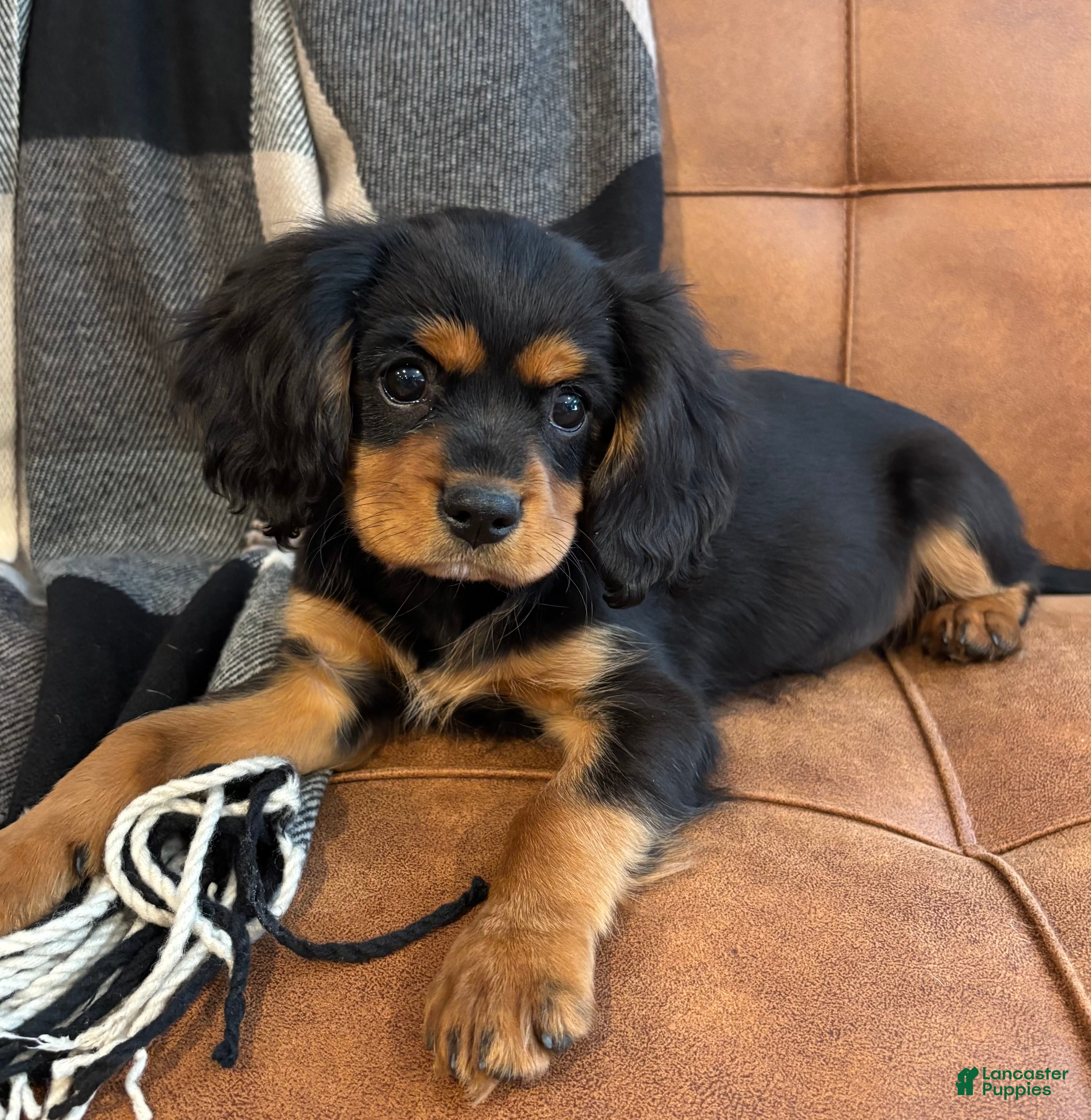 Mixed Breed dogs for sale: Barrett  - Ad 1