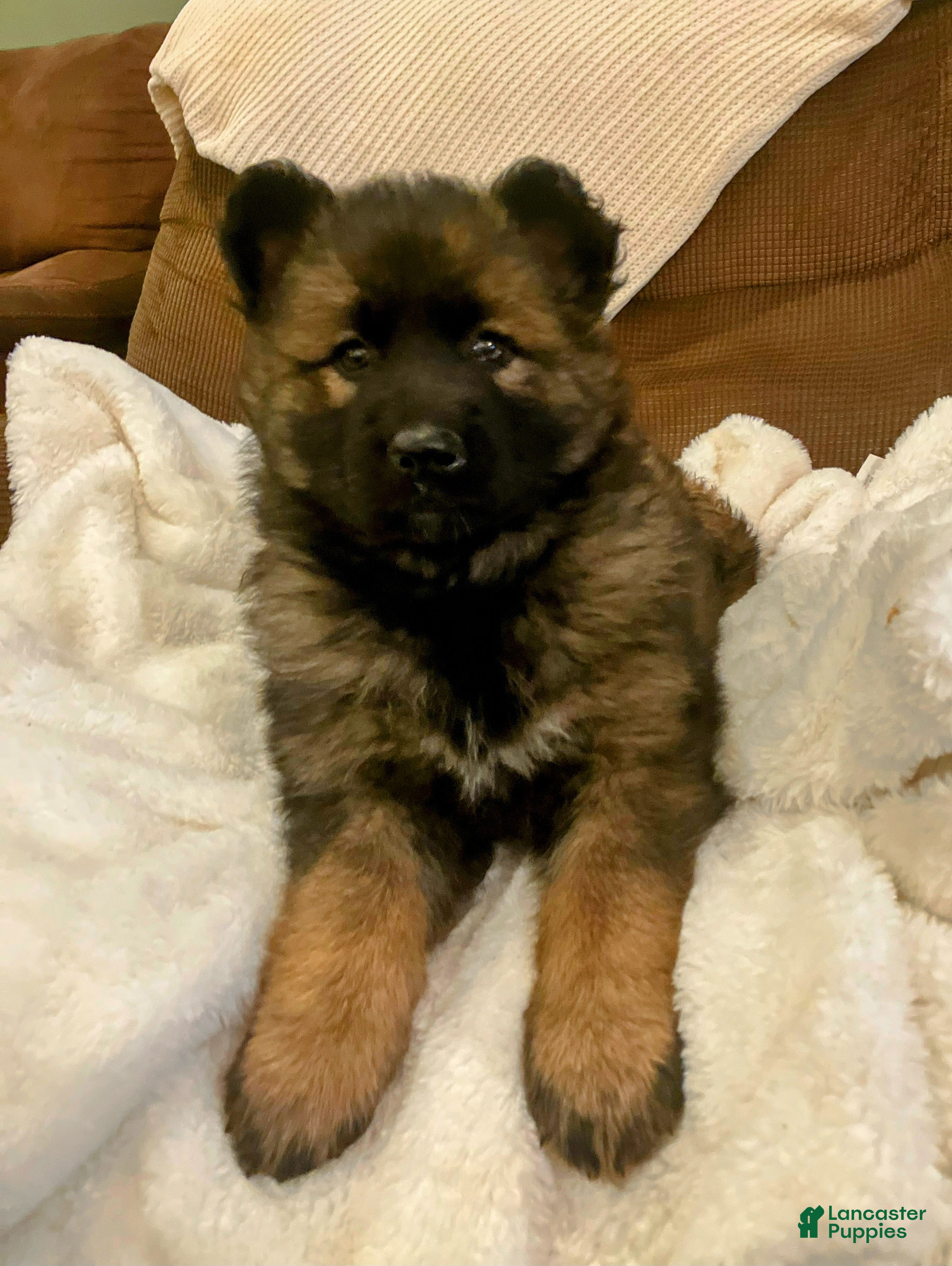 German Shepherd dogs ♥️SWEET SABLE ♥️ - Ad 34