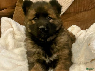 German Shepherd dogs ♥️SWEET SABLE ♥️ - Ad 34