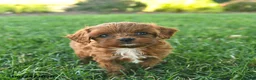 Cavapoo dogs for sale: Dusty - Ad 2