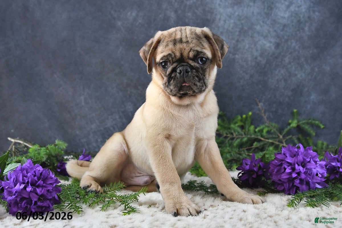 Pug dogs Greg - Ad 2