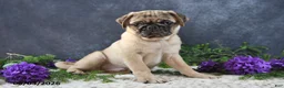 Pug dogs for sale: Greg - Ad 15