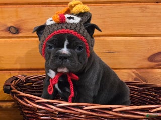 French Bulldog dogs Hope - Ad 21