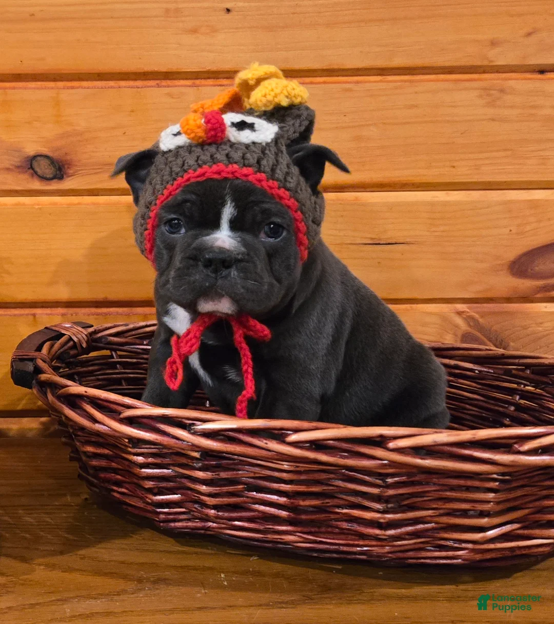 French Bulldog dogs for sale: Hope - Ad 5