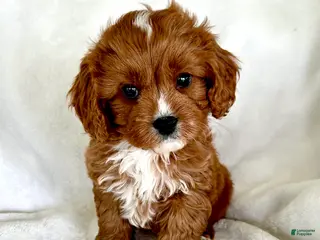 Cavapoo dogs for sale: Louie 💙 - Ad 4