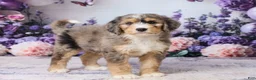 Bernedoodle dogs for sale: Larky - Ad 4