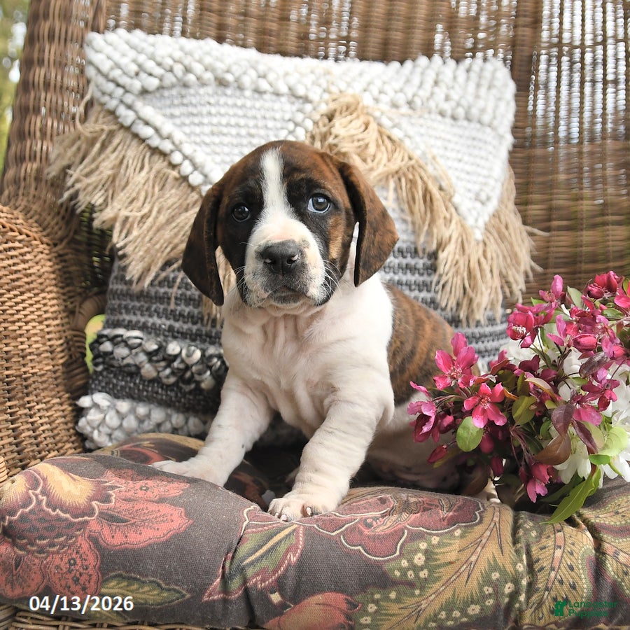 Mixed Breed dogs Patch  - Ad 2