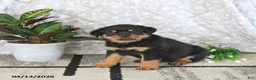 Rottweiler dogs for sale: Atlas - Ad 5