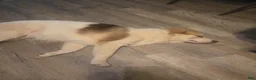 Gerberian Shepsky dogs for sale: Beethoven - Ad 3