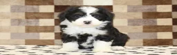 Mini Bernedoodle dogs for sale: King - Ad 3