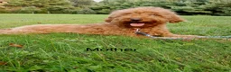 Miniature Poodle dogs for sale: Mercy - Ad 8