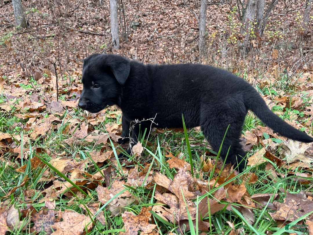 German Shepherd dogs for sale: Mitzi  - Ad 4