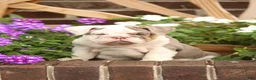 English Bulldog dogs for sale: Amber - Ad 2