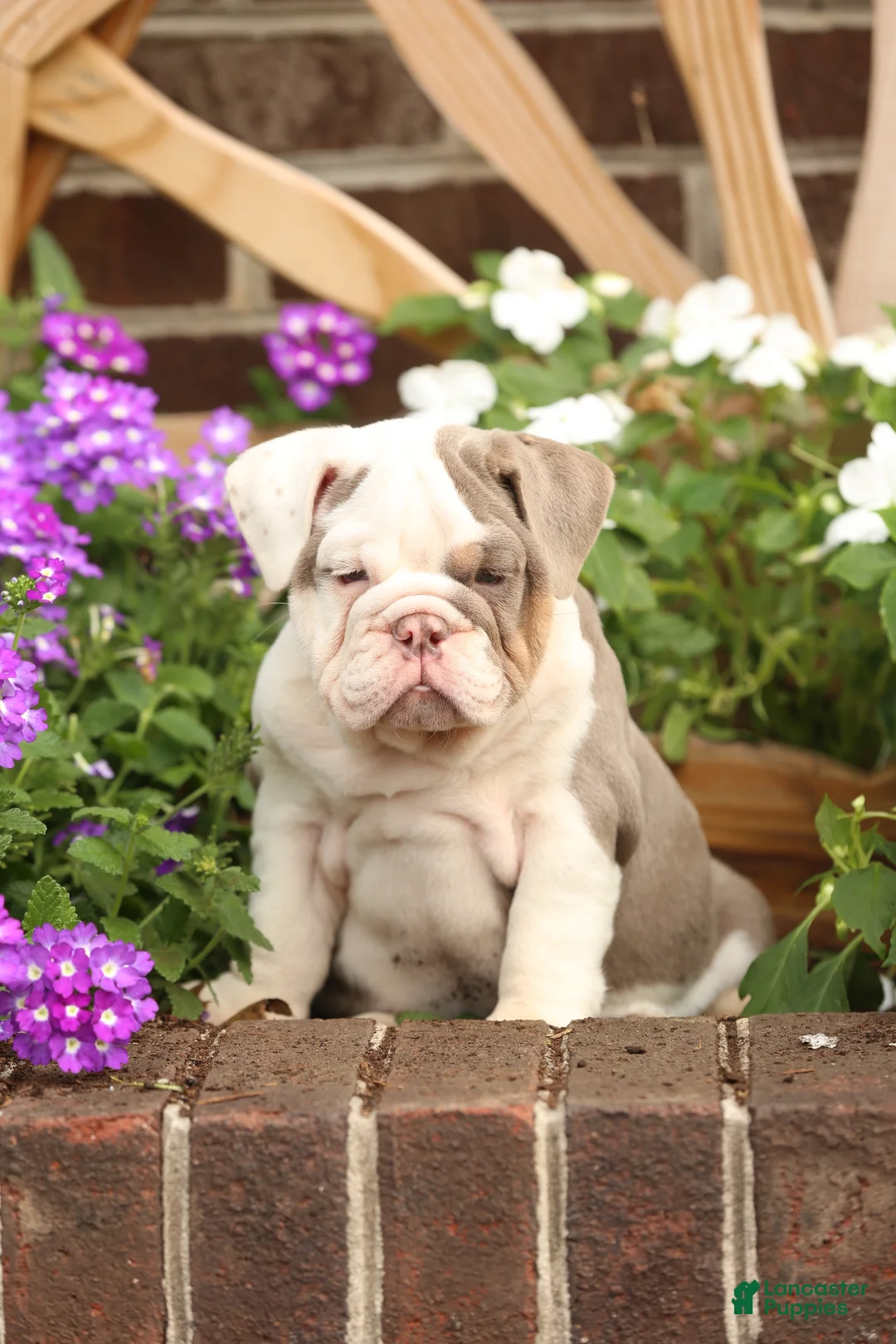 English Bulldog dogs for sale: Amber - Ad 2