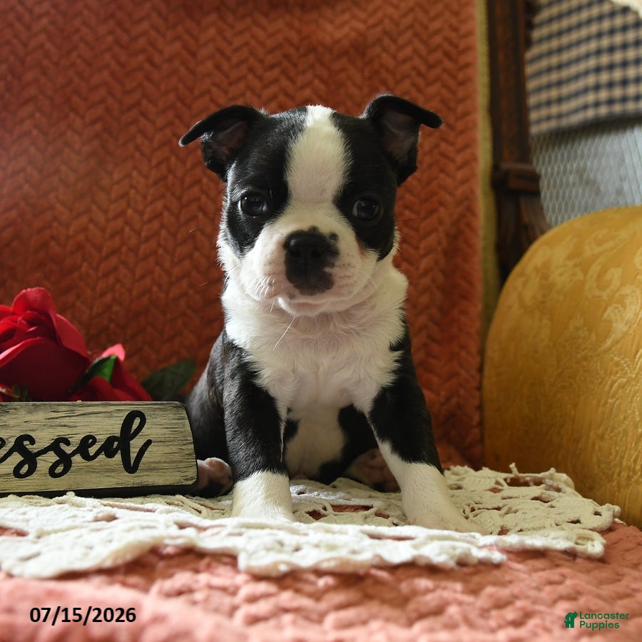 Boston Terrier dogs Winston - Ad 2