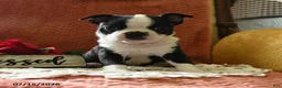 Boston Terrier dogs for sale: Winston - Ad 2