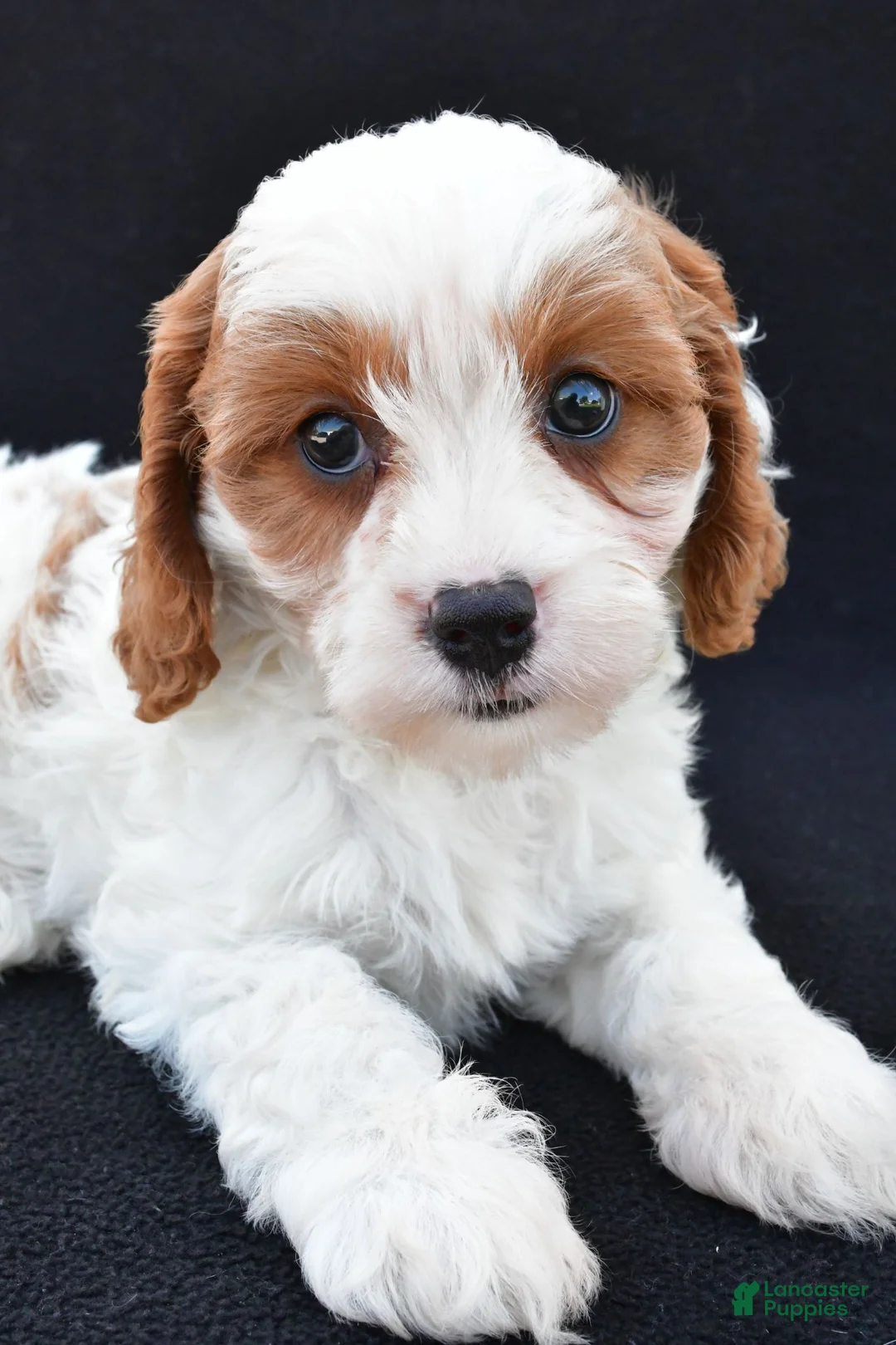 Cavapoo dogs for sale: Lilac - Ad 10