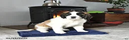 Saint Bernard dogs for sale: Charlotte - Ad 6
