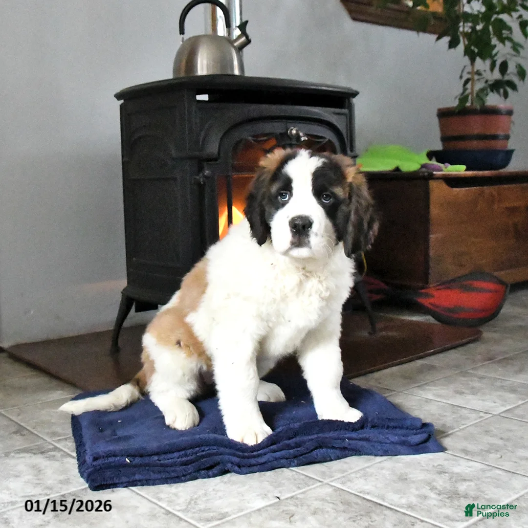 Saint Bernard dogs for sale: Charlotte - Ad 6