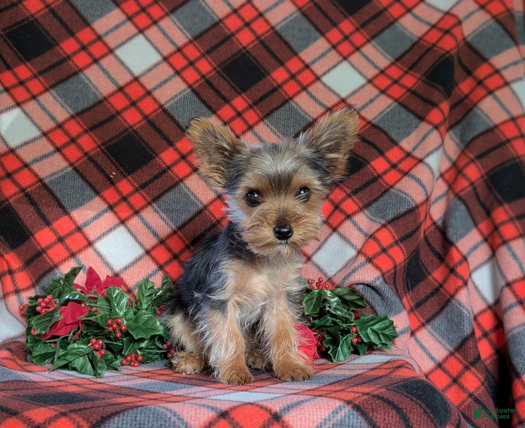 Yorkshire Terrier dogs for sale: Quaid Teacup - Ad 3