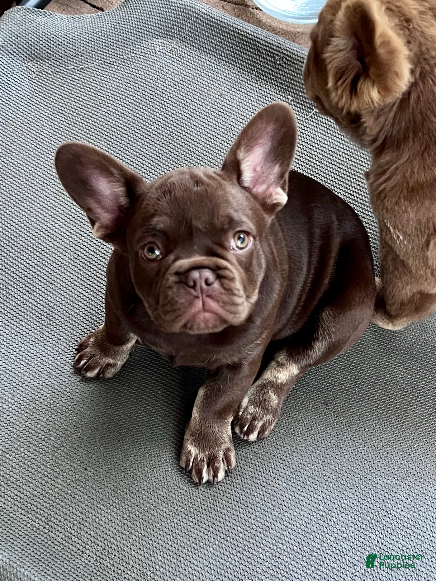 French Bulldog dogs Mocha - Ad 2