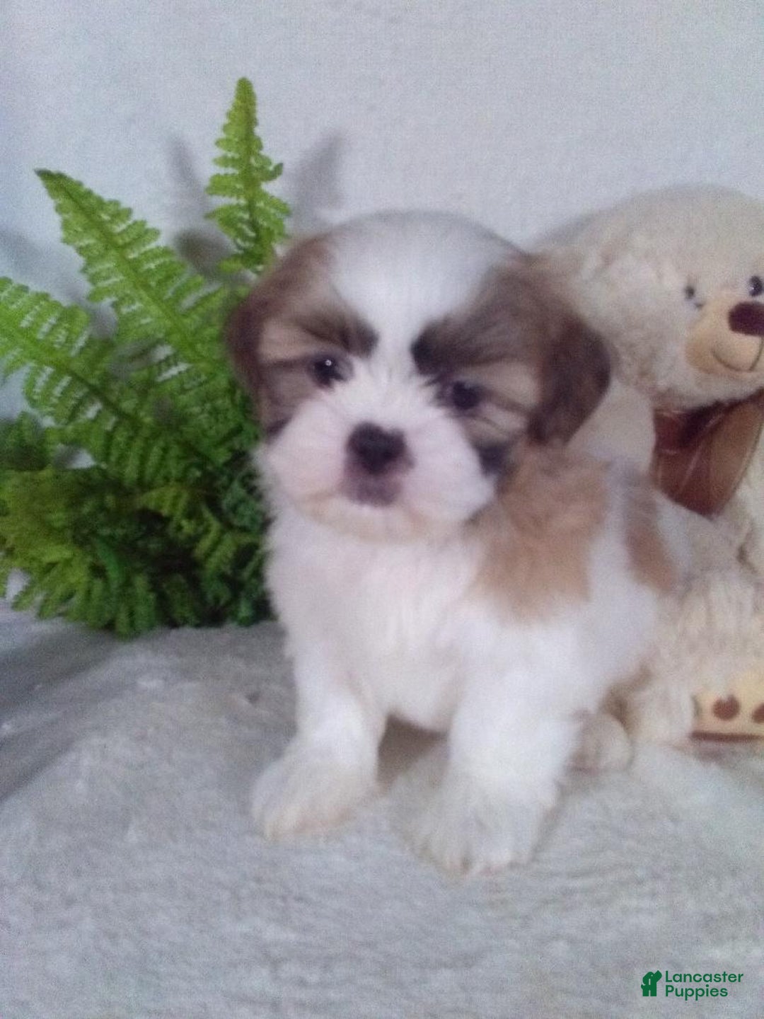 Shih Tzu dogs for sale: Chewy - Ad 4