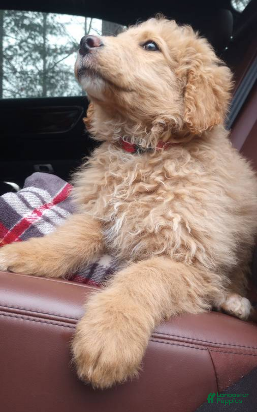 Bernedoodle dogs for sale: Bailey - Ad 1