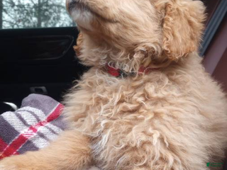 Bernedoodle dogs Bailey - Ad 17